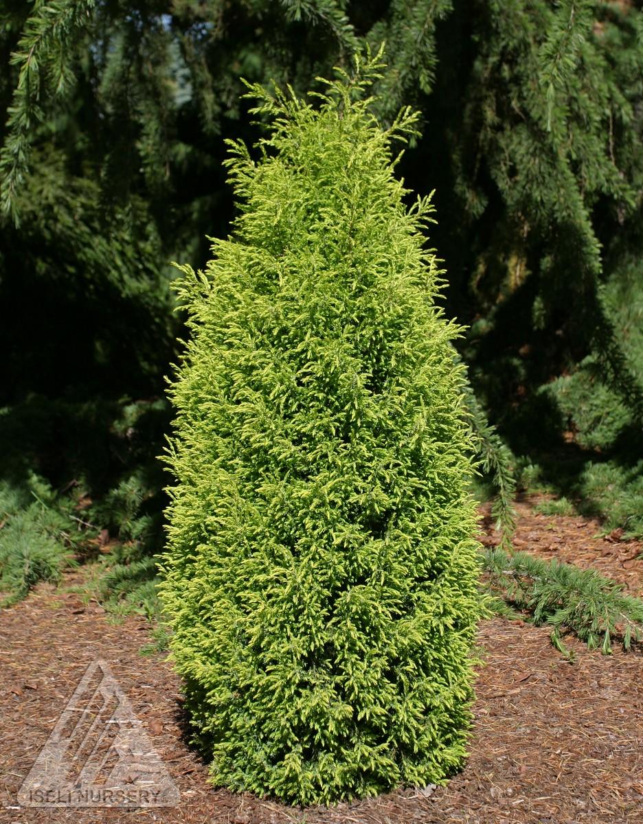 Juniperus communis 'Gold Cone'